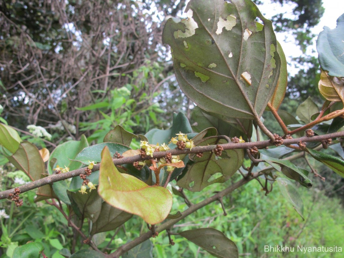 Elaeagnus latifolia L.